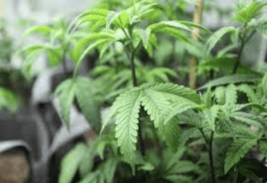 plante de cannabis